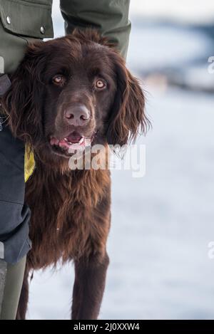 Großer brauner Stammbaum deutscher langhaariger Zeiger - Portrait Jagdhund und Försterhund Stockfoto