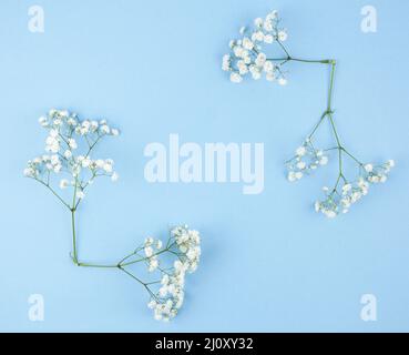 Kleiner weißer Gypsophila-blauer Hintergrund. Hochwertige Fotos Stockfoto