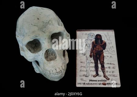 Siena, Italien - 2022. März 10: Der menschliche Schädel des Homo erectus mit erklärender Beschriftung in einer Vitrine im Naturhistorischen Museum „Accademia Fisiocrit Stockfoto