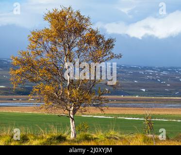 Wunderschöne Aussicht auf die Berge während einer Autotour in Nordisland. Spektakuläre isländische Landschaft mit landschaftlich reizvoller Natur: Berge, Feld Stockfoto