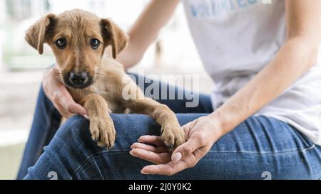 Niedliche Rettungshund Unterschlupf wird von Frau gehalten. Hochwertige Fotos Stockfoto