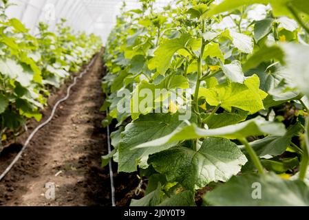 Gewächshaus Reihen Pflanzen mit Blumen. Hochwertige Fotos Stockfoto