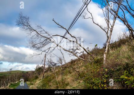 Der Baum ist nach dem Sturm auf Strom- und Kommunikationsleitung gefallen. Stockfoto