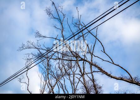 Der Baum ist nach dem Sturm auf Strom- und Kommunikationsleitung gefallen. Stockfoto