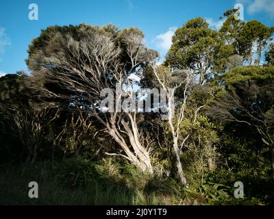 Blick auf den Manuka-Baum (Leptospermum Scoparium) am Abend li Stockfoto