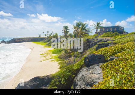 Harrismith Beach ist einer der schönsten Strände auf der karibischen Insel Barbados. Es ist ein tropisches Paradies mit Palmen, die über Türkis hängen Stockfoto