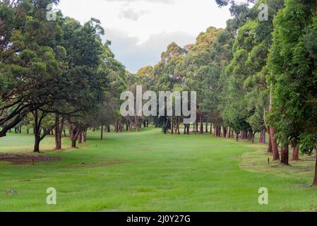 12. März 2022, Gordon Golf Course, Sydney, Aust: Nach zwei Wochen fast konstantem Starkregen wirken die Gordon Golf Course Fairways eher wie Wiesen Stockfoto