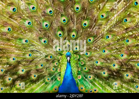 Pfau mit gebräuntem Schwanz. Stockfoto