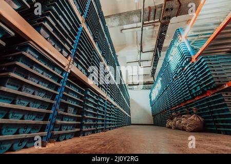 Goldbergbau Lagerung Gesteinskernproben Geologie Bohrungen industy. Großes Erzlager in der modernen Industrie, Erze in Kisten gestapelt. S Stockfoto