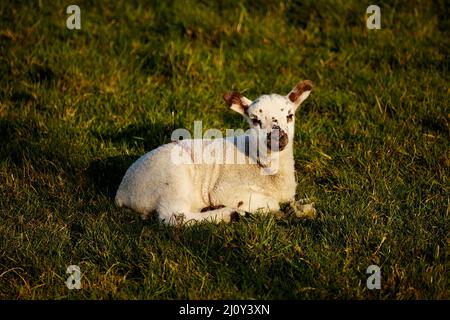 Ein einziges neugeborenes Lamm im Sonnenlicht, das auf Gras liegt. Stockfoto