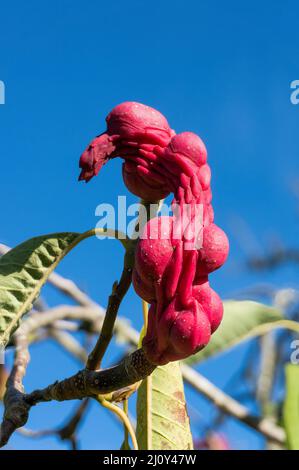 Rote Früchte eine Untertasse Magnolie (Magnolia X soulangiana, Magnolia Soulangiana, X soulangeana Magnolia, Magnolia Soulangeana) Stockfoto