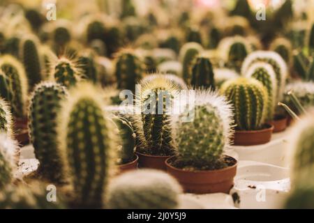 Viele kleine Kakteen. Hochwertige Fotos Stockfoto