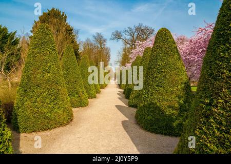 Wunderschöne Allee kegelförmiger getrimmter Arborvitae (Thuja-Arten) Sträucher im Türkischen Garten des berühmten Schwetzinger Schlossparks auf einem... Stockfoto