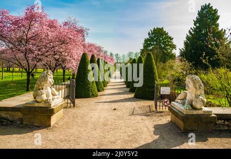 Schöne Ansicht von zwei weißen Löwen Statuen am Eingangstor des türkischen Gartens, die zu einer Allee von kegelförmigen getrimmten Arborvitae (Thuja-Arten) führt... Stockfoto