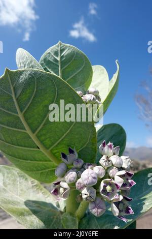 Oscher (Calotropis procera, SYN.Asclepias procera, Asclepias gigantea), auch Fettblattbaum Stockfoto