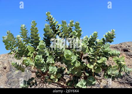 Oscher (Calotropis procera, SYN.Asclepias procera, Asclepias gigantea), auch Fettblattbaum Stockfoto