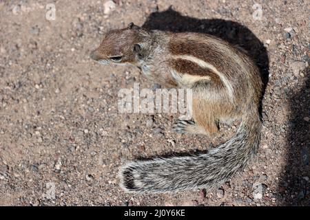 Atlas-Eichhörnchen, nordafrikanisches Borstenhörnchen oder Barbareshörnchen (Atlantoxerus getulus) Stockfoto