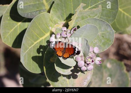 Oscher (Calotropis procera, SYN.Asclepias procera, Asclepias gigantea), ebenfalls Fettblatt-Baum mit Monarchschmetterling (Danaus plexipp Stockfoto