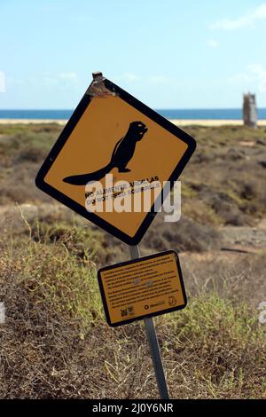 Atlas-Eichhörnchen, nordafrikanisches Borstenhörnchen oder Barbareshörnchen (Atlantoxerus getulus) Stockfoto