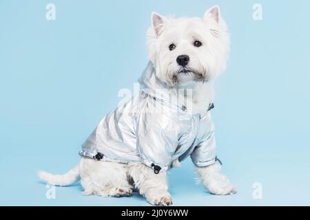 Niedliches Hundekostüm. Hochwertige Fotos Stockfoto