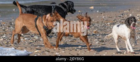 Ein Panoramabild von Hunden, die die Freiheit genießen, am Fistral Beach in Newquay in Cornwall, Großbritannien, aus Blei zu laufen. Stockfoto