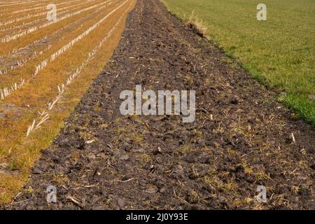 Wirkung des Glyphosat-Herbizids, das vor dem Pflügen auf das Grasunkraut zwischen Maisstrümpfen gesprüht wird Stockfoto