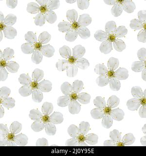 Nahtlose Muster. Weiße Blüten einer Kirsche auf einem weißen Hintergrund. Stockfoto