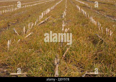 Wirkung des Glyphosatherbizids, das zwischen Maisstuben auf Grasunkräuter gespritzt wurde Stockfoto