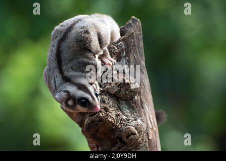 Zuckergleiter ( Petaurus breviceps ) auf einem Ast Stockfoto
