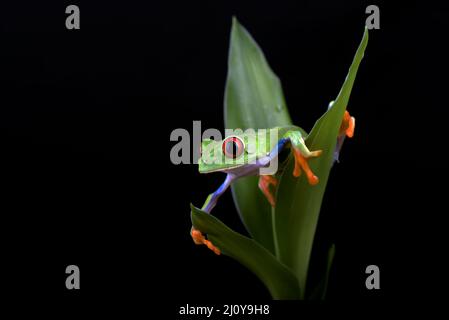 Red eyed Laubfrosch auf Blatt sitzen Stockfoto
