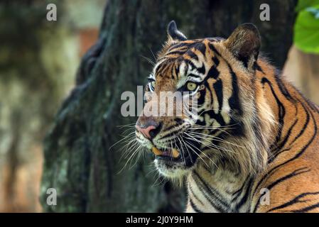 Nahaufnahme des sumatra-Tigers Stockfoto