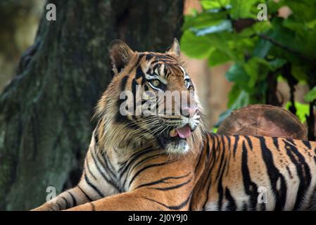 Nahaufnahme des sumatra-Tigers Stockfoto