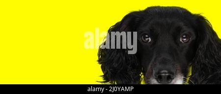 Bild eines schönen englischen springer Spaniel Hundes mit flauschigen Ohren vor gelbem Hintergrund im Studio Stockfoto