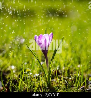 Der einzelne purpurne Crocus blüht in Tropfen leichten Sommerregens Stockfoto