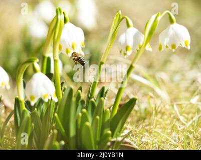 Die ersten Frühlingsblumen, Schneeglöckchen auf der Wiese, ein Symbol des Erwachens der Natur Stockfoto