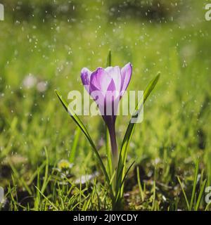 Der einzelne violette Crocus blüht in Tropfen leichten Sommerregens, Vintage-Toning Stockfoto