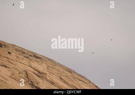 Gelbbeinige Möwen Larus michahellis atlantis im Flug. Montana Clara. Integral Natural Reserve von Los Islotes. Kanarische Inseln. Spanien. Stockfoto