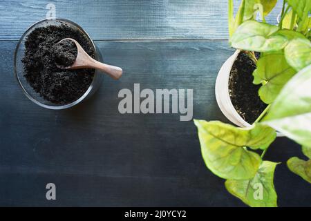 Abstract der Draufsicht auf den ausgegebenen Kaffeesatz mit Topfpflanze, Arrowhead Plant, Syngonium Podophyyum, über einem dunklen rustikalen Holztisch. Stockfoto