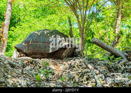 Aldabra Riesenschildkröte, die auf einem Felsen ruht, Schildkröte in Sansibar, Tansania. Stockfoto