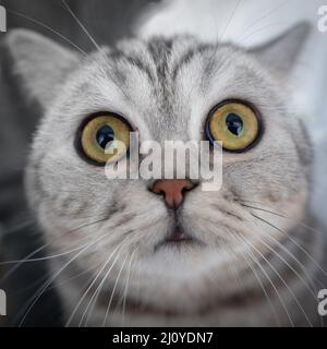 Überraschte gestreifte Katze schaut direkt in die Kamera und schnüffelt sich an der Nase. Porträt des Kopfes einer Katze Nahaufnahme, Fischauge Stockfoto