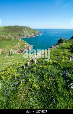 Großbritannien, England, Devonshire. Südwestküstenweg von Gammon aus in die Nähe von East Prawle. Bluebells in Blüte. Stockfoto