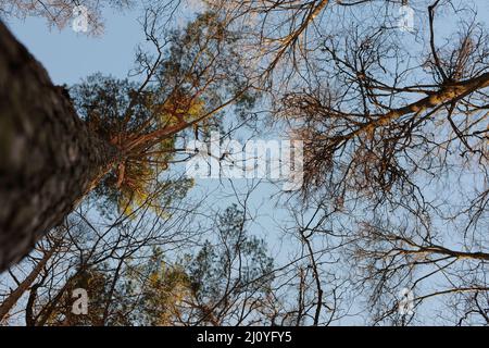 Sehr hohe Pinien im Winter. Natur Hintergrund. Low-Angle-Ansicht Stockfoto