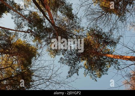 Schauen Sie hoch zu den Kiefern, die hoch werden. Natur Hintergrund. Low-Angle-Ansicht Stockfoto