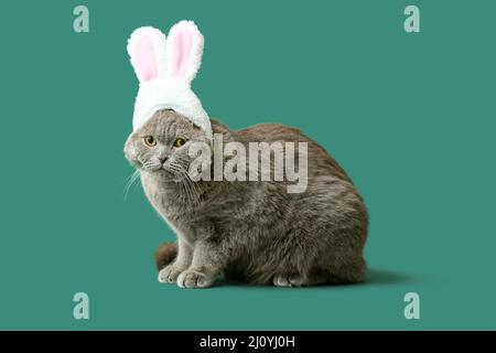 Niedliche schottische Falte Katze in Hasenohren auf grünem Hintergrund Stockfoto
