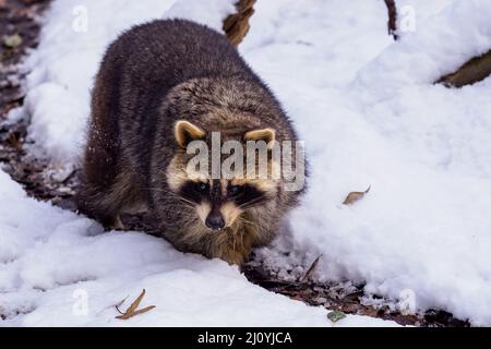 Waschbär (Procyon lotor) im Winter. Auch bekannt als der nordamerikanische Waschbär. Stockfoto