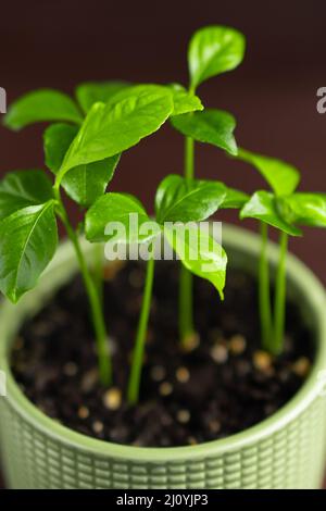 Baby Zitronenlime orange Zitruspflanze in grünem Topf auf dunklem Hintergrund. Selektiver Fokus. Nahaufnahme Stockfoto