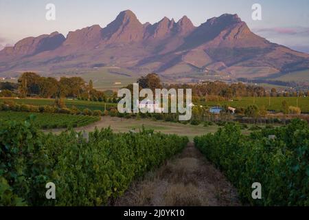 Weinberglandschaft bei Sonnenuntergang mit Bergen in Stellenbosch, in der Nähe von Kapstadt, Südafrika Stockfoto