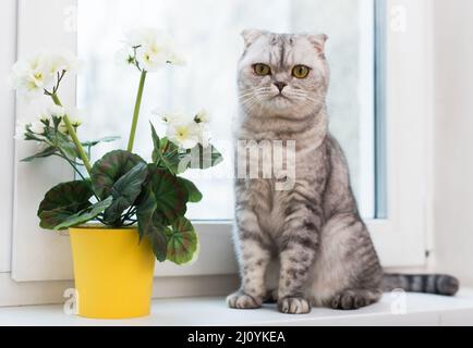 Schottische Faltenkatze, die auf einer Fensterbank in der Nähe von blühender Geranium sitzt Stockfoto