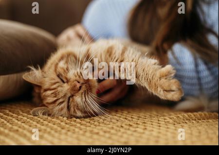 Besitzer streichelnd entzückende Katze. Hochwertige Fotos Stockfoto