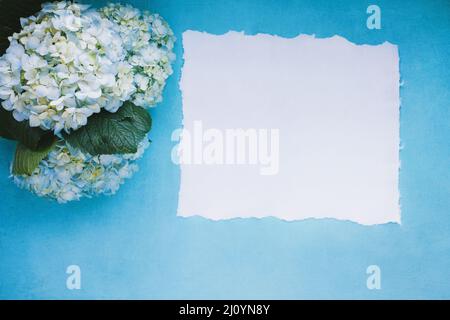 Flatlay von drei großen Mophead weißen und blauen Hortensien liegen auf einem hellblauen Hintergrund mit leerem hausgemachtem Papier und freiem Platz für Text. Draufsicht. Stockfoto